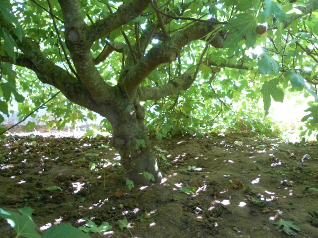 Lemon Tree Hostel Areia Branca Extérieur photo