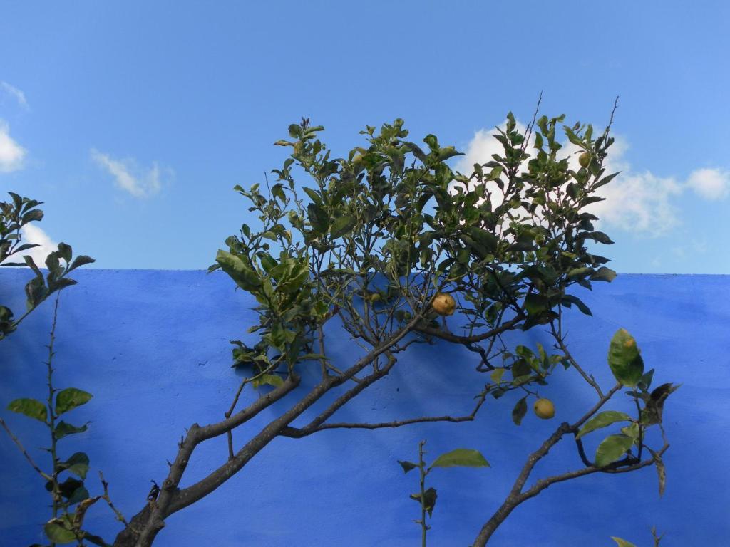 Lemon Tree Hostel Areia Branca Extérieur photo